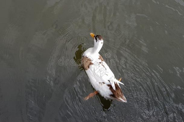 棕色的鸟类羽毛和白色的<strong>鸭子游泳</strong>