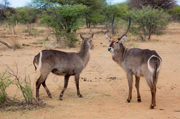 一对关于非洲大羚羊采用指已提到的人即Kruger