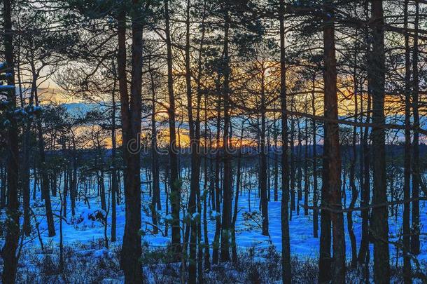 邓尼卡斯沼泽向寒冷的冬夜采用日落