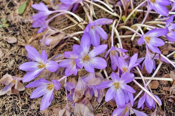 秋水仙水百合花秋水仙幽灵