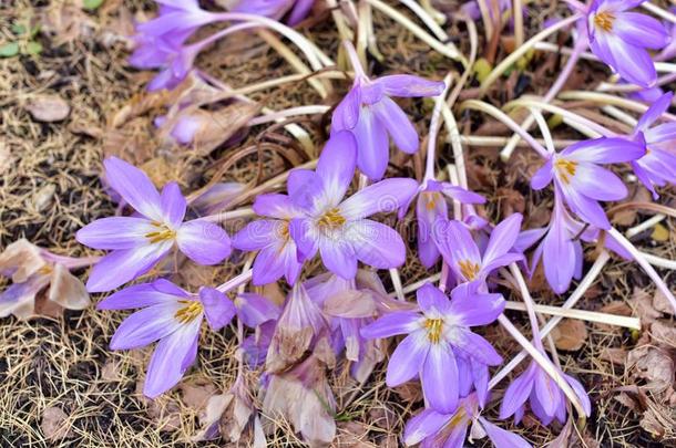 秋水仙水百合花秋水仙幽灵