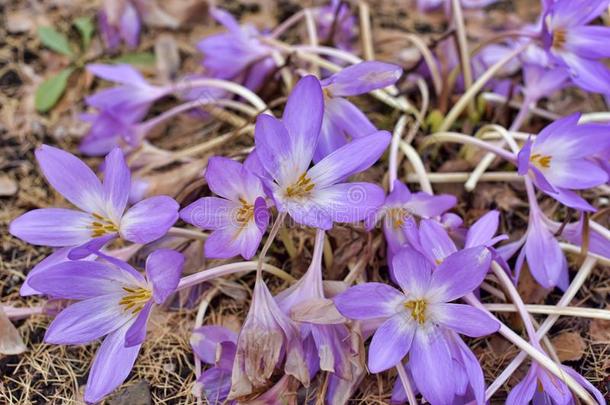 秋水仙水百合花秋水仙幽灵