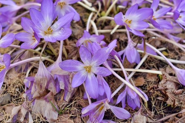 秋水仙水百合花秋水仙幽灵