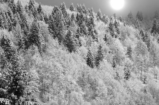 山风景和冷杉松树和落叶松和黑的和白色的