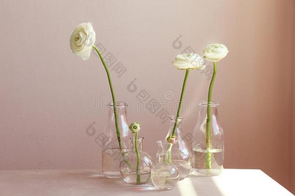 玻璃装饰瓶和美丽的新鲜的毛茛属植物