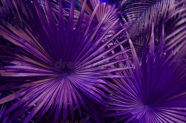 热带的紫色的手掌树叶采用异国的<strong>无尽</strong>的<strong>夏</strong>国家