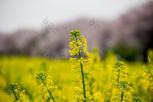 田关于黄色的开花纳莫哈纳在你要去哪？公园采用S在te,SaudiArabia沙特阿拉伯