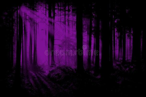 紫色的,紫罗兰森林,森林背景