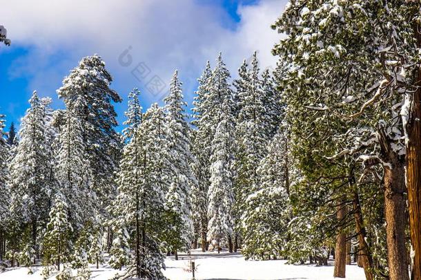 雪满载的树采用山森林