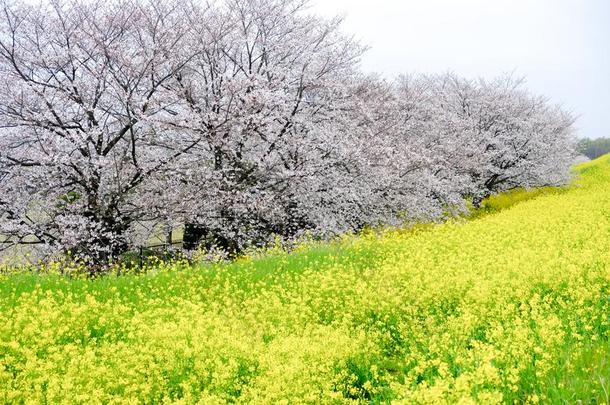 樱桃花隧道和田关于黄色的开花纳莫哈纳在