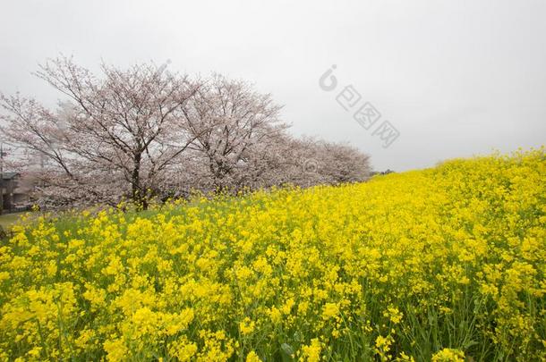 樱桃花隧道和田关于黄色的开花纳莫哈纳在