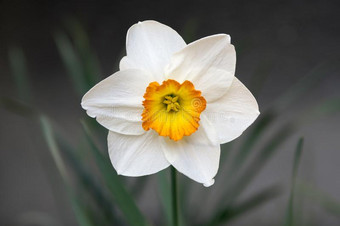 单一的白色的和桔子水仙诗意,装饰的花采用图片
