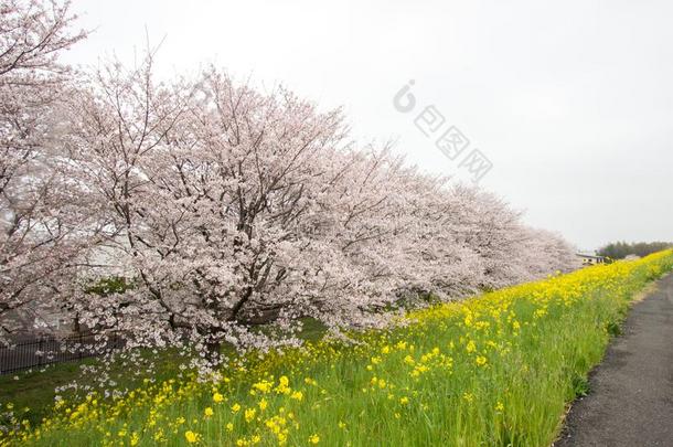 樱桃花隧道和田关于黄色的开花纳莫哈纳在