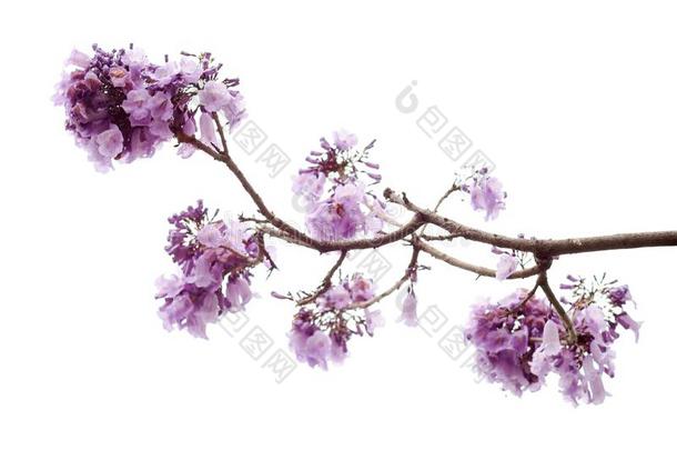 紫薇科兰花楹属植物花隔离的向白色的背景,一物种和一n