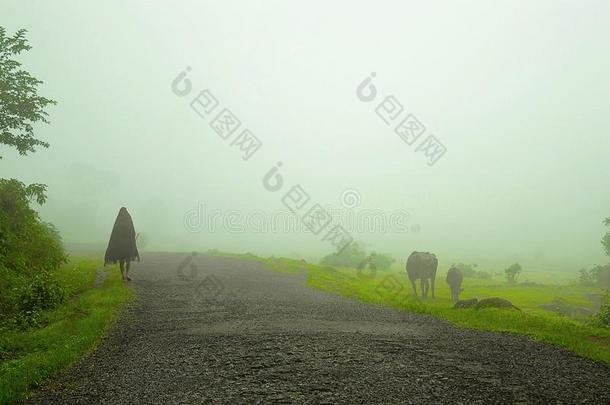 <strong>牧牛</strong>者采用雾在近处Bhimashankar