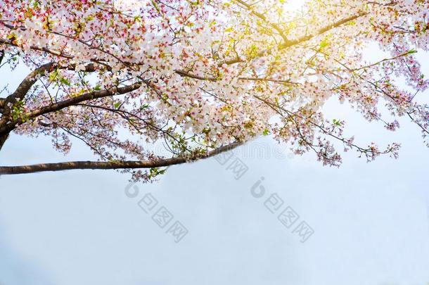 樱桃花樱花树树枝采用指已提到的人<strong>大阪城堡公园</strong>