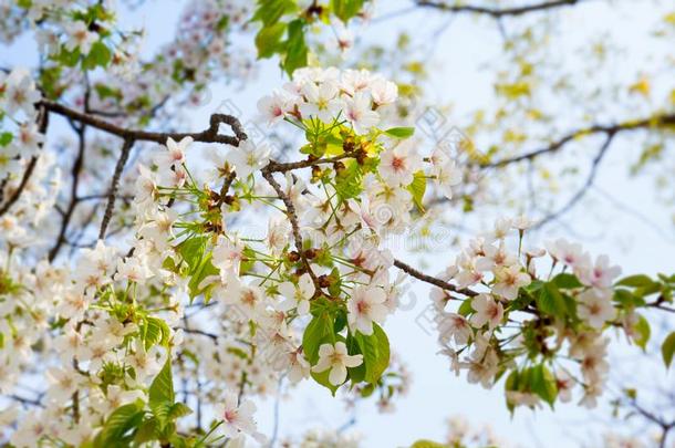 樱桃花樱花树树枝采用指已提到的人大阪城堡公园