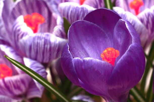 紫罗兰和剥皮番红花属春季花