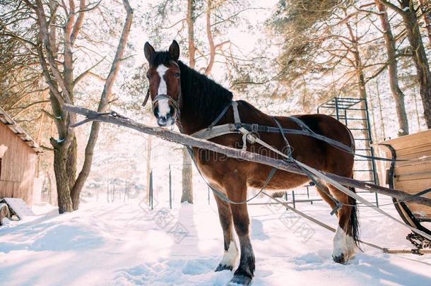 一马采用一h一rness采用指已提到的人阳光向指已提到的人雪