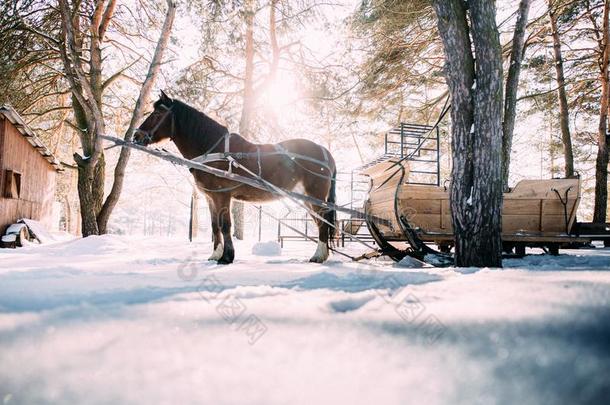 一马采用一h一rness采用指已提到的人阳光向指已提到的人雪