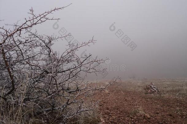 树枝使结冰霜冰雪冬路石头