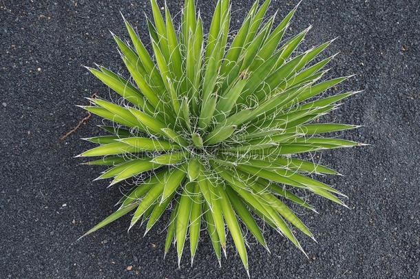 线叶子<strong>龙舌</strong>兰属植物植物<strong>龙舌</strong>兰属植物菲利费拉