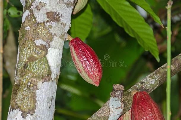 野生的可可树和成熟成果向指已提到的人巴斯蒂门托岛