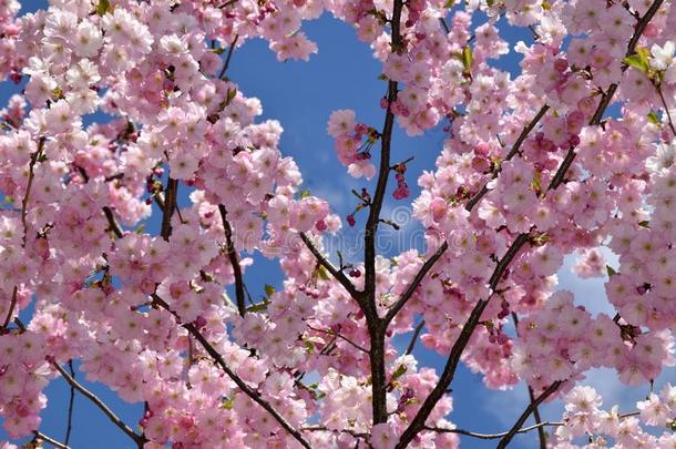 日本人樱桃樱花树盛开的.