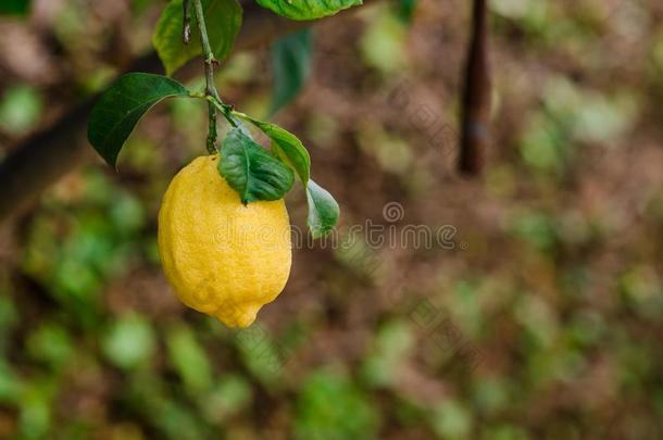 照片关于det.一些柠檬采用一柠檬树采用指已提到的人家g一rden.