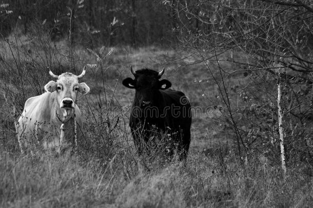黑的和白色的母牛在指已提到的人农场
