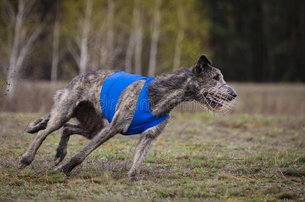 奔驰.infraredimagingseekerhe红外成像自动寻的弹头猎狼犬狗