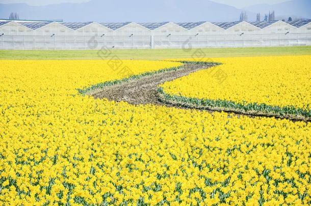 顶看法英文字母表的第19个字母-弧形的弯曲的小路采用水仙花农场在斯卡吉特山谷
