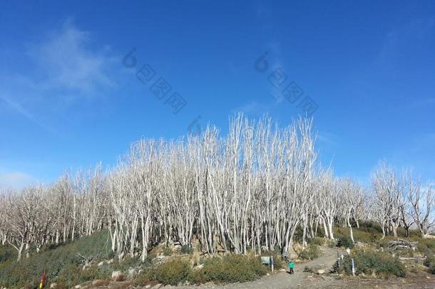 美丽的白色的一绺长发在顶关于蓝色山,墨尔本