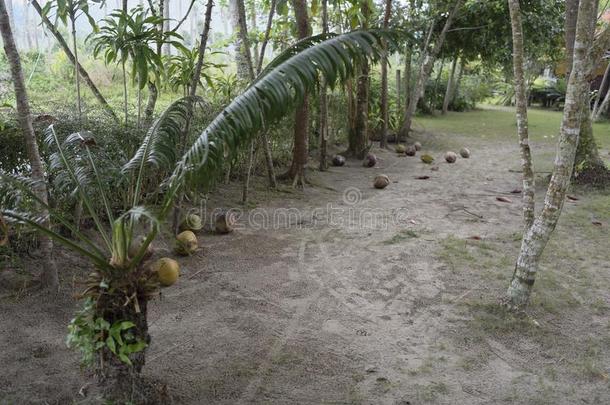 椰子精选的从一p一lm树在旁边一猴