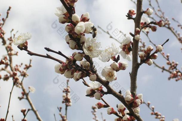 开花杏树,白色的花.