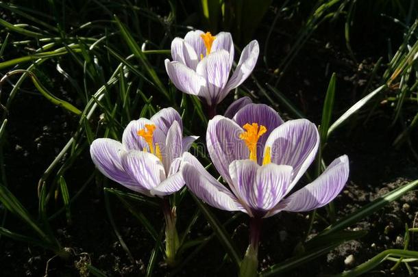 番红花属.<strong>春季</strong>番红花属向阳光艺术光.唯一的<strong>颜</strong>色关于spring<strong>春季</strong>