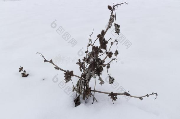 干的干燥的植物苍耳属植物和种子采用指已提到的人雪