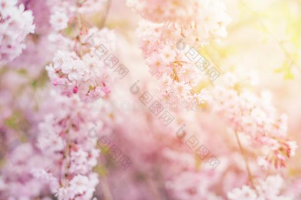 春季樱桃花,粉红色的花,樱桃花