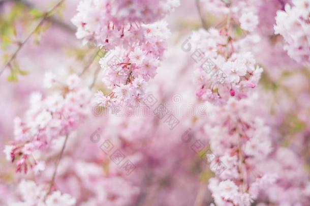 春季樱桃花,粉红色的花,樱桃花