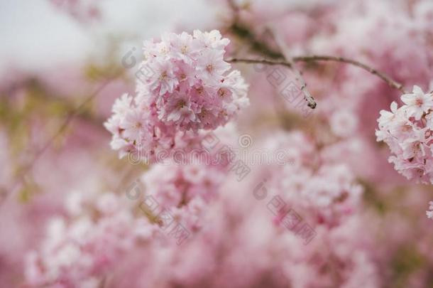 春季樱桃花,粉红色的花,樱桃花