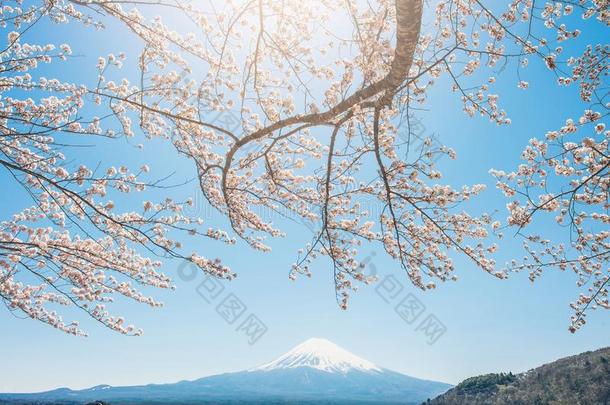 春季樱桃花,粉红色的花,樱桃花