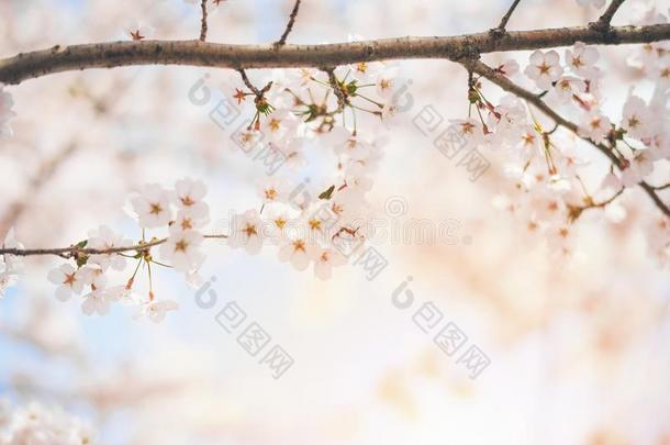 春季樱桃花,粉红色的花,樱桃花