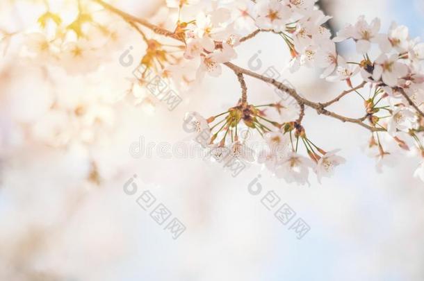春季樱桃花,粉红色的花,樱桃花