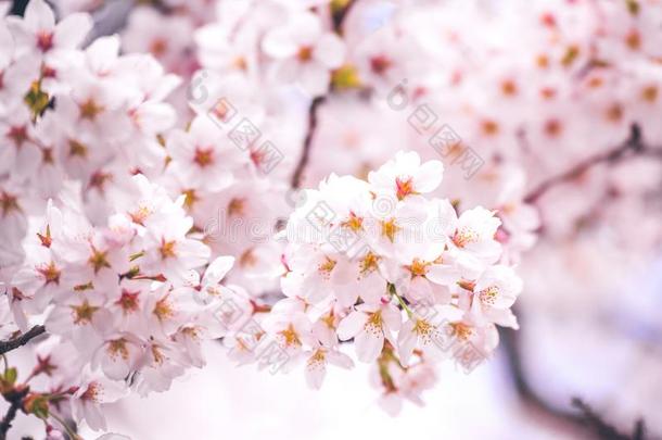 春季樱桃花,粉红色的花,樱桃花