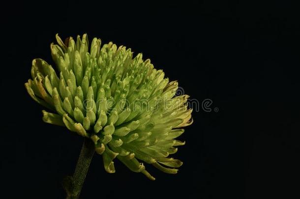 绿色的<strong>百日</strong>草属植物-<strong>百日</strong>草属植物线虫-向黑的背景