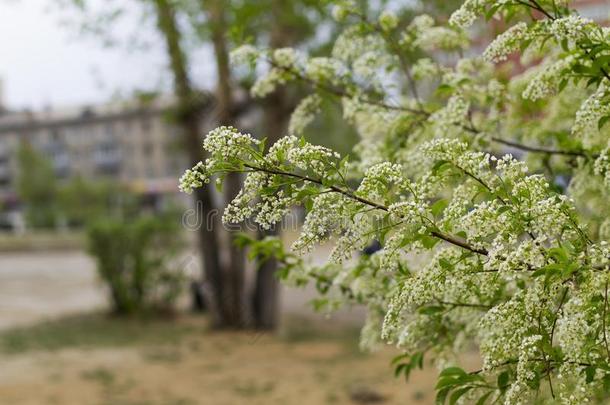 花鸟樱桃树枝,美丽的春季花,可爱的锐气