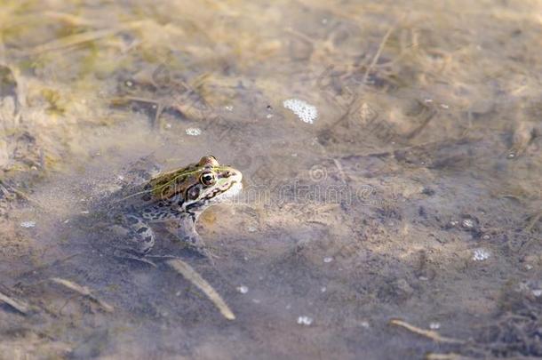青蛙向自然