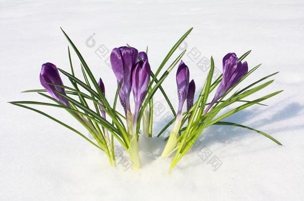花紫罗兰番红花属采用指已提到的人雪,spr采用g