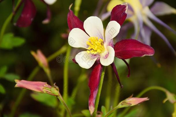 花阿奎莱莉亚关-在上面和花瓣关于白色的和关口.紫红色关口