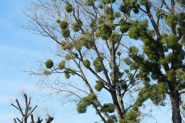 欧洲的槲寄生在很大程度上寄生黑的杨树树.